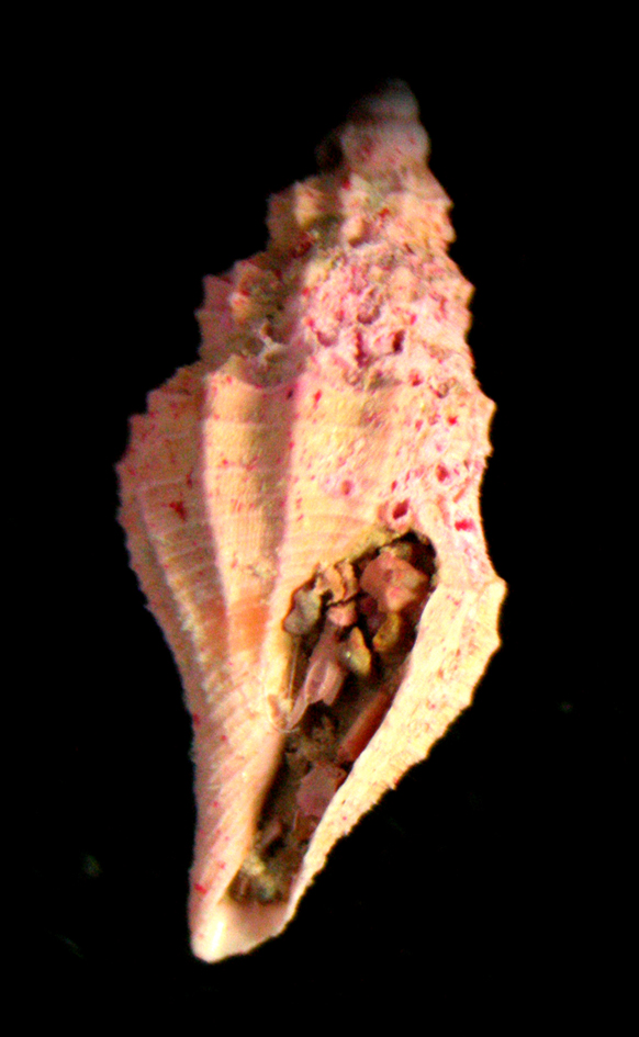 Mangelia nuperrima