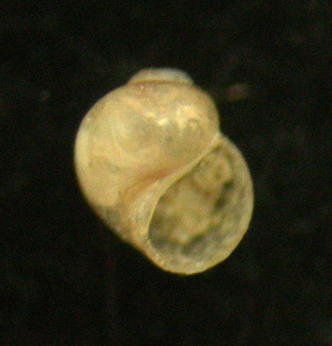 tricolia deshampsi?