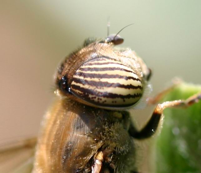 Occhi zebrati Eristalinus (Eristalodes) taeniops