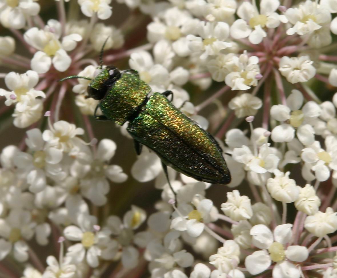 Stephanocleonus excoriatus e altri insetti