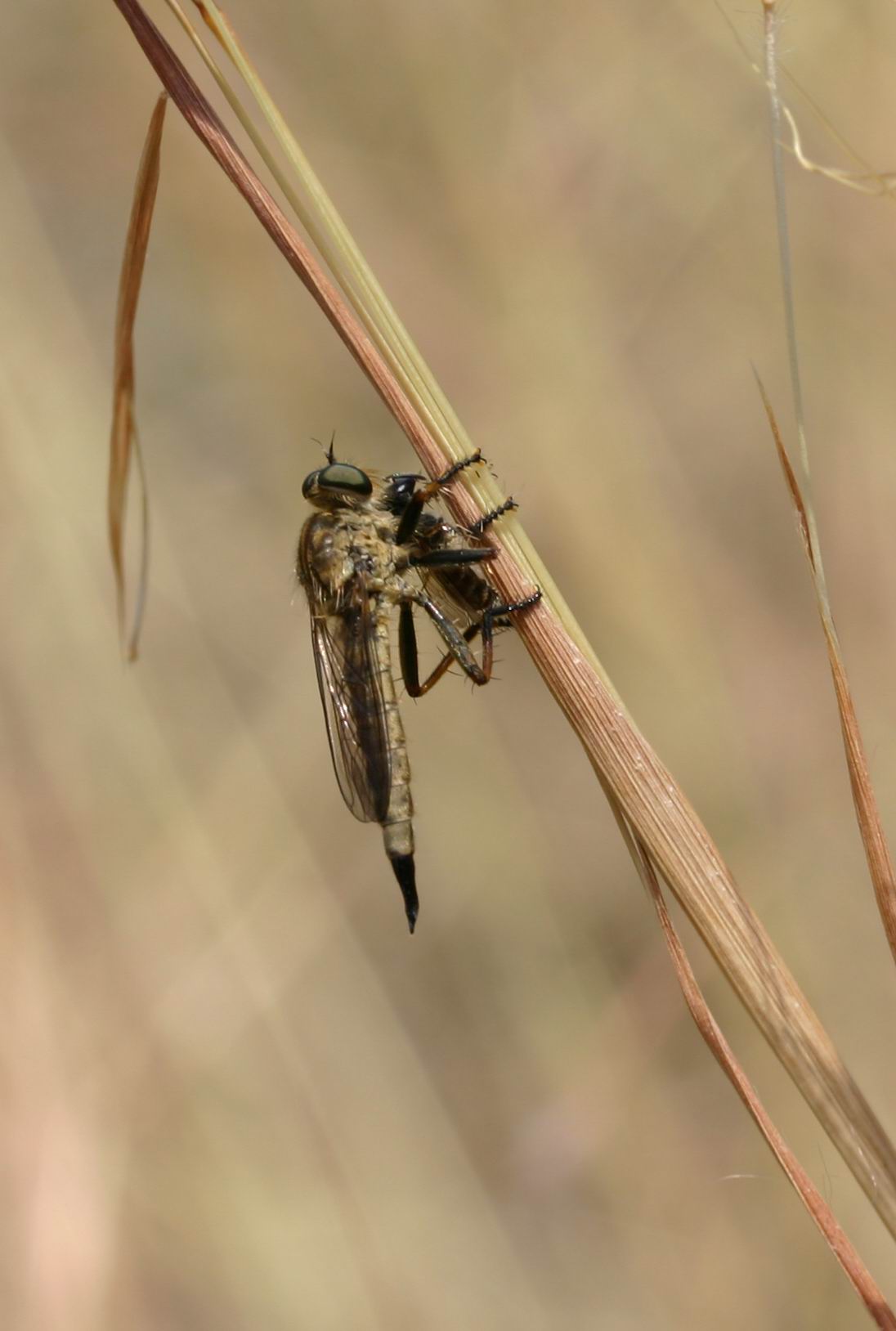 Stephanocleonus excoriatus e altri insetti