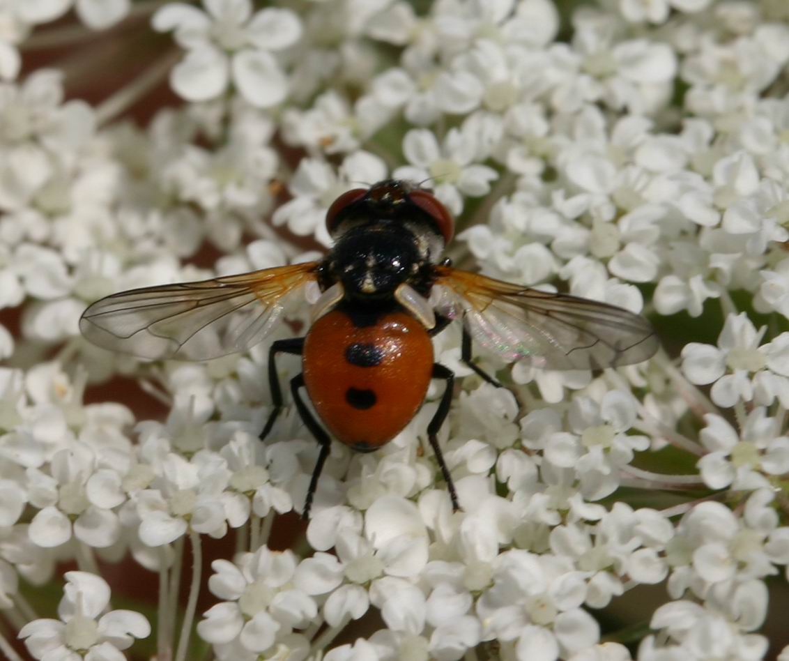 Stephanocleonus excoriatus e altri insetti