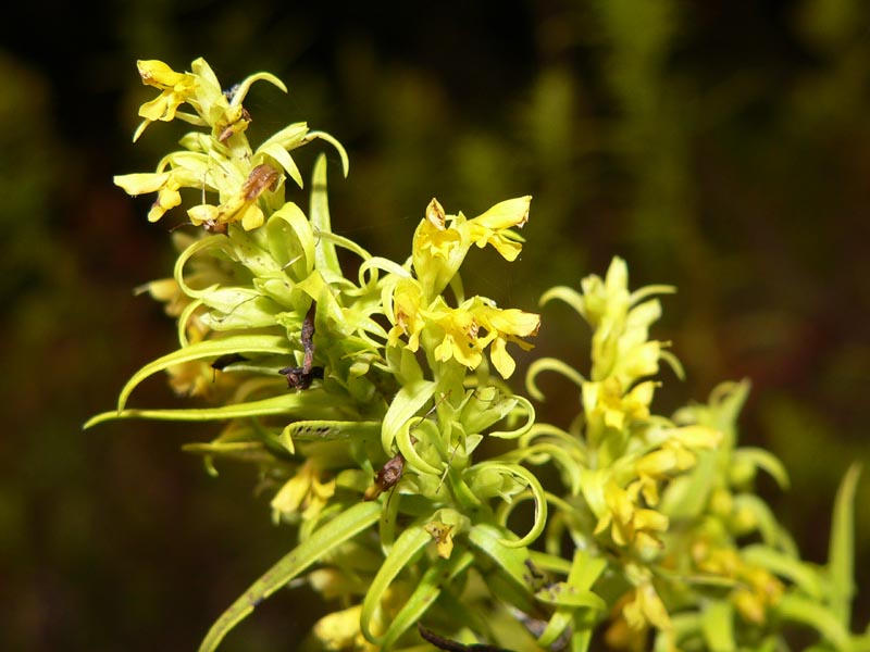 Odontites bocconii (=Odontites bocconei)/ Perlina di Boccone