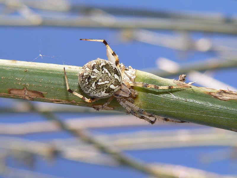 Ragni siciliani (Araneidae, Lycosidae ecc... con belle foto)