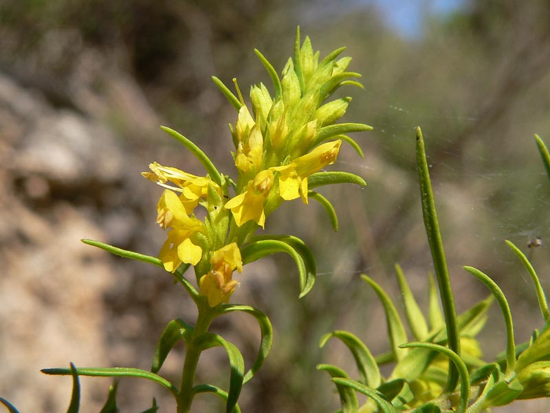 Odontites bocconii (=Odontites bocconei)/ Perlina di Boccone