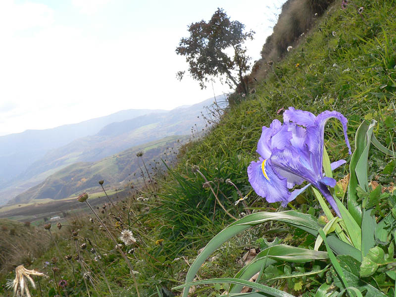 Iris planifolia / Giaggiolo bulboso