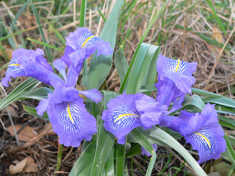 Iris planifolia / Giaggiolo bulboso