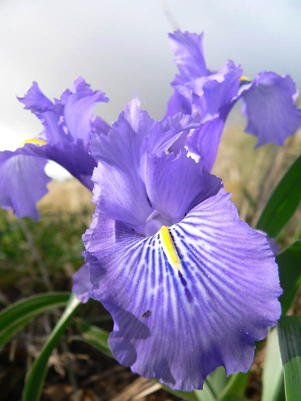 Iris planifolia / Giaggiolo bulboso