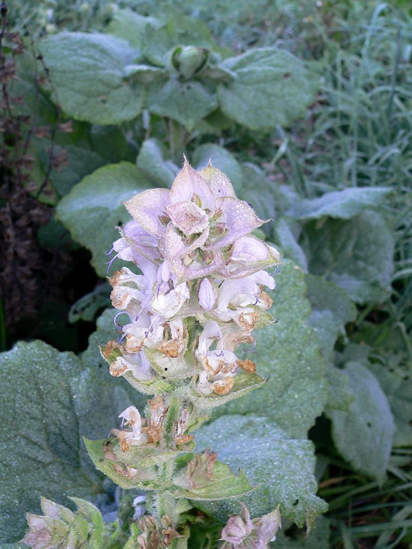 Salvia sclarea / Salvia moscatella