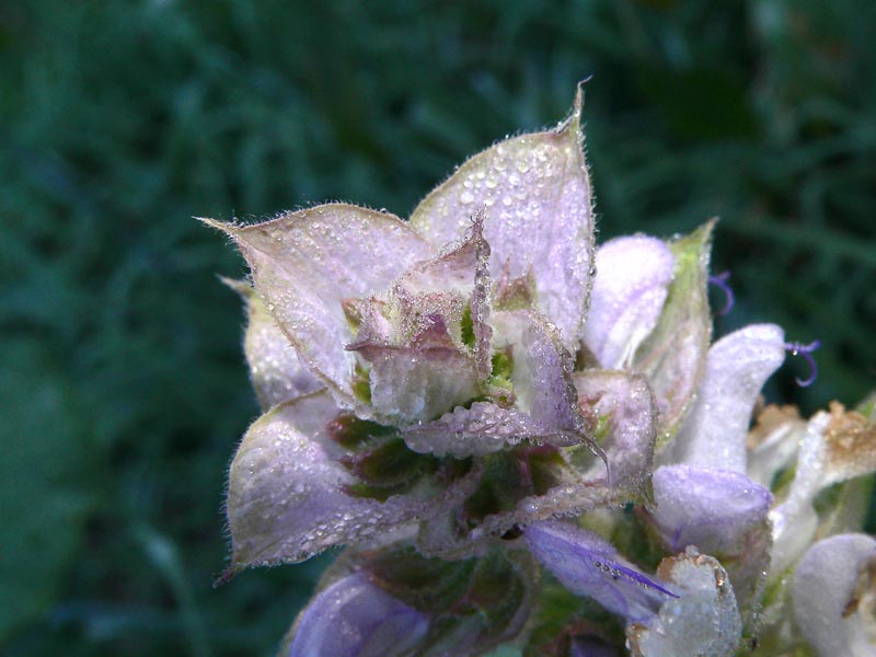 Salvia sclarea / Salvia moscatella