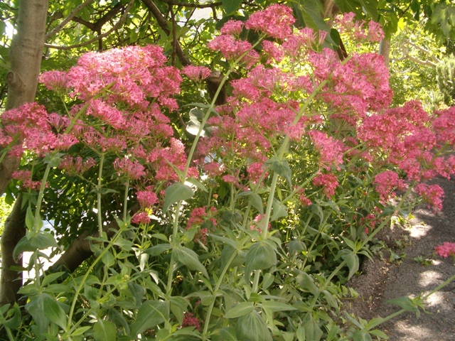 Centranthus ruber / Valeriana rossa