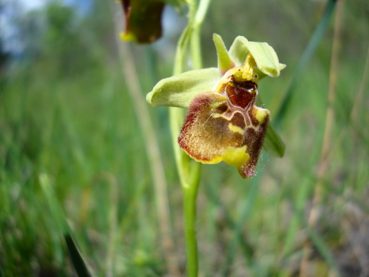 Ophrys fuciflora