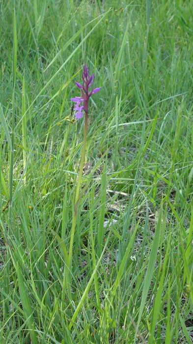 Dactylorhiza traunsteineri