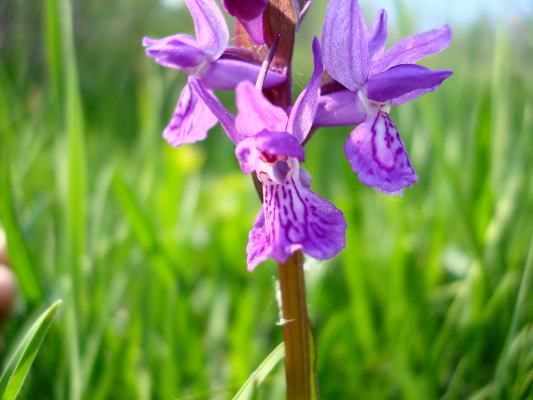 Dactylorhiza traunsteineri