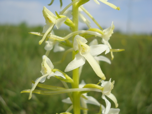 Dactylorhiza traunsteineri