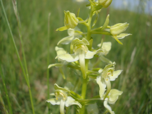 Dactylorhiza traunsteineri