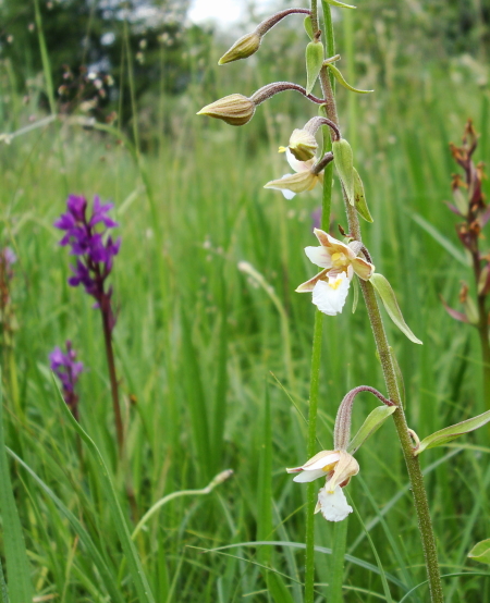 Epipactis palustris