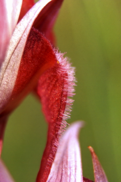 Ophrys fuciflora