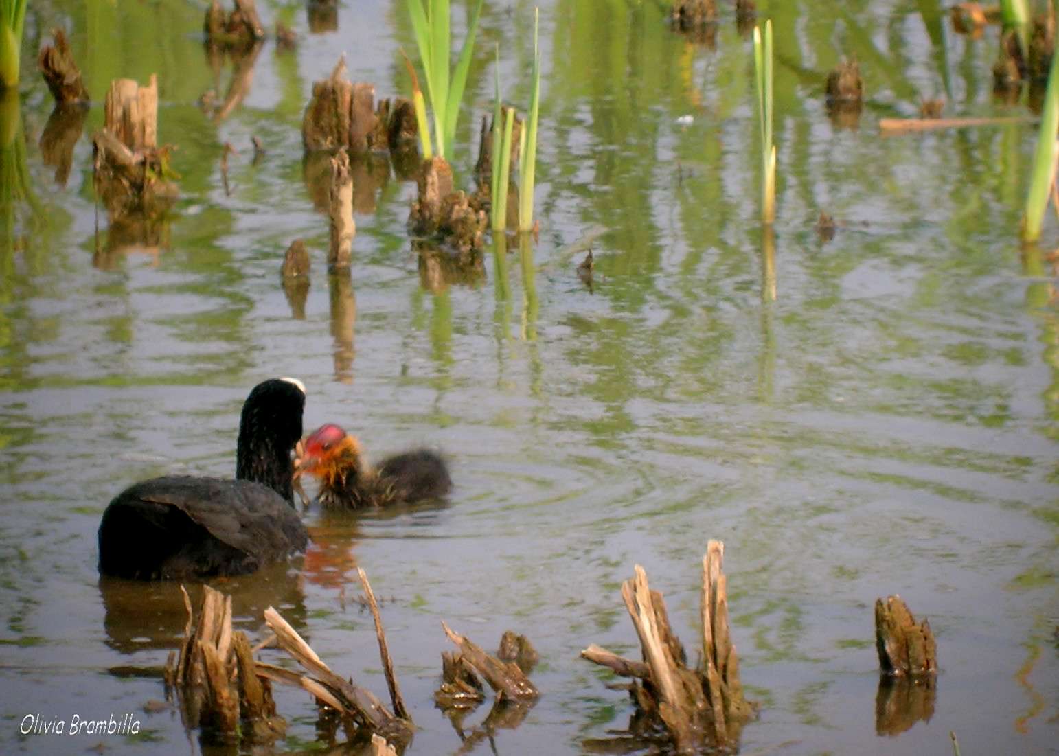 Folaga - Fulica atra