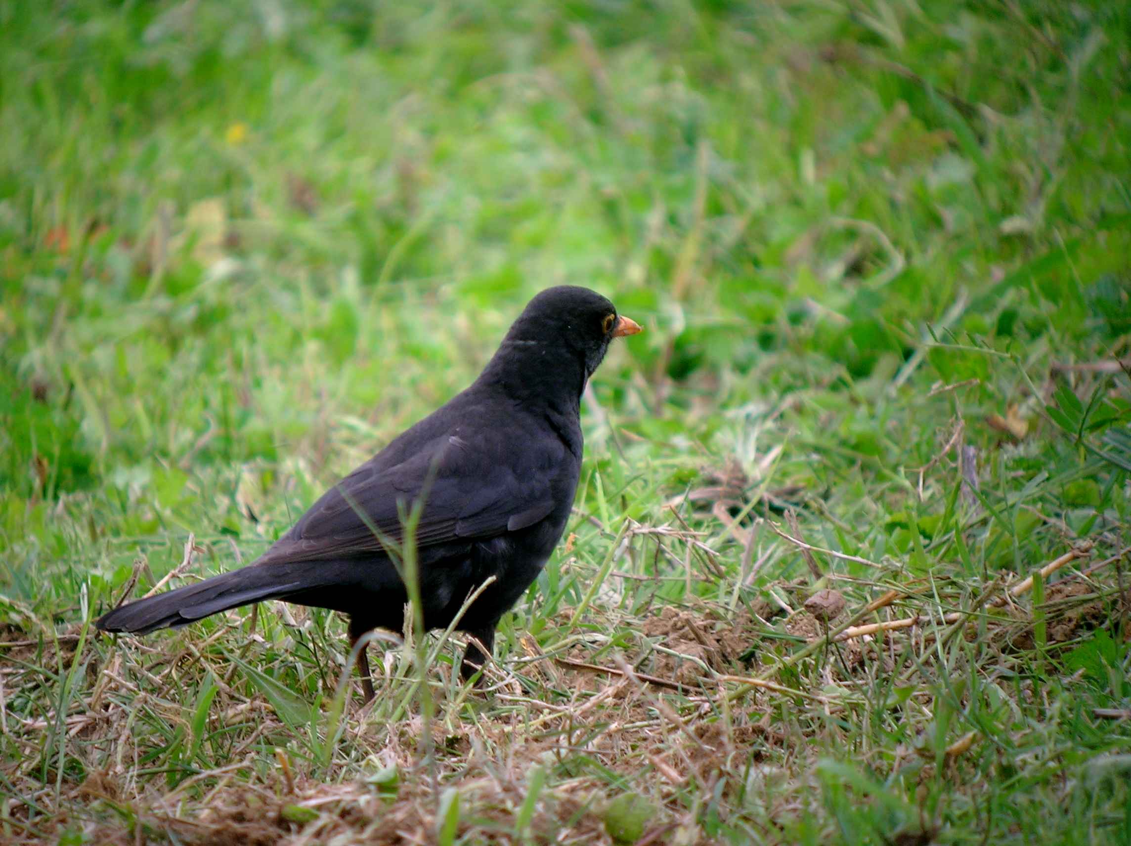 Merlo Turdus merula. semplicemente un maschio e una femmina.