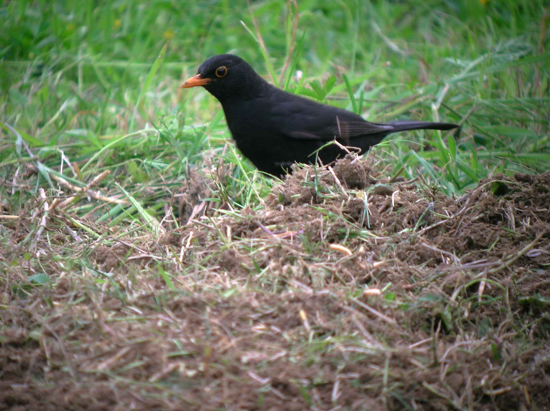 Merlo Turdus merula. semplicemente un maschio e una femmina.