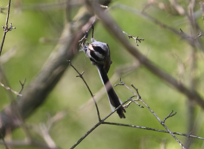 Codibugnolo - Aegithalos caudatus