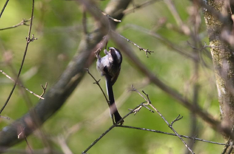 Codibugnolo - Aegithalos caudatus