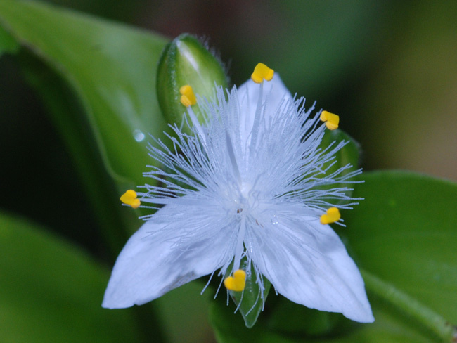 Tradescantia fluminensis (pianta coltivata)