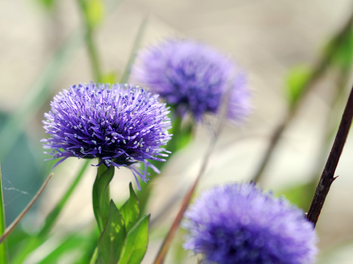 Globularia bisnagarica (=Globularia punctata) / Vedovelle dei prati