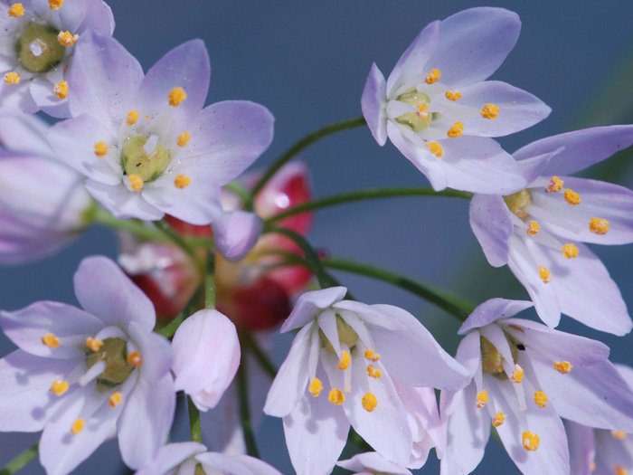 Allium triquetrum e A. roseum