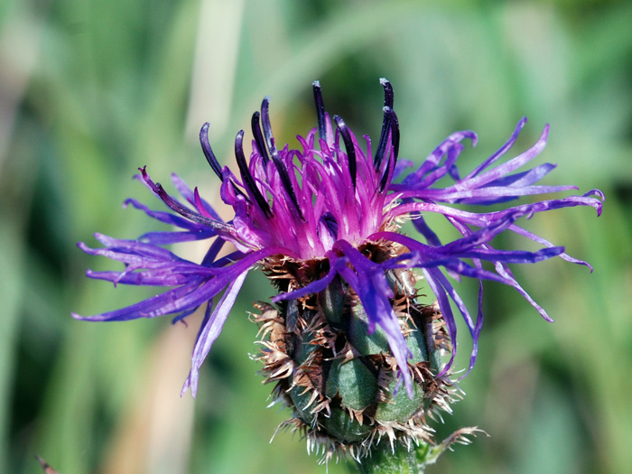 Cyanus triumfettii / Fiordaliso di Trionfetti