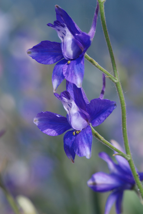 Delphinium consolida / Speronella consolida