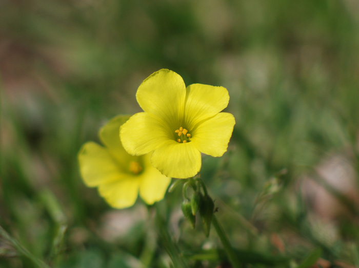 Psoralea bituminosa e Oxalis pes-caprae