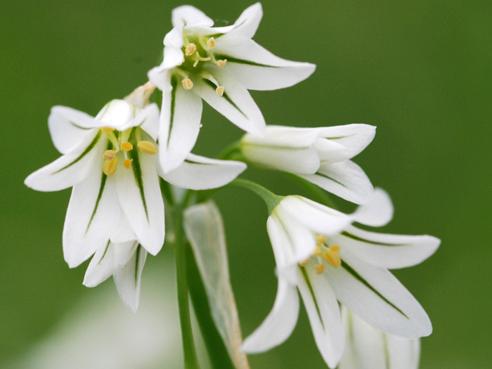 Allium triquetrum e A. roseum