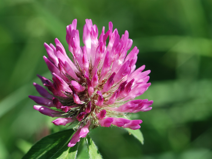 Trifolium pratense / Trifoglio dei prati