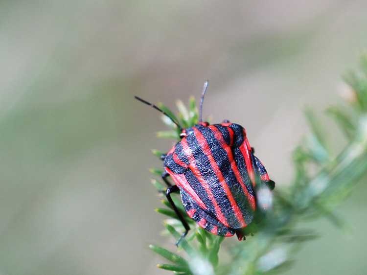 chissa quante volte......- Graphosoma lineatum italicum