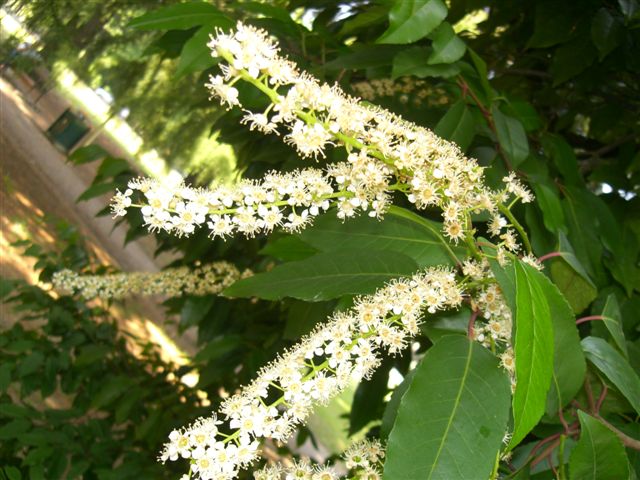 un amico mi chiede..... Prunus laurocerasus