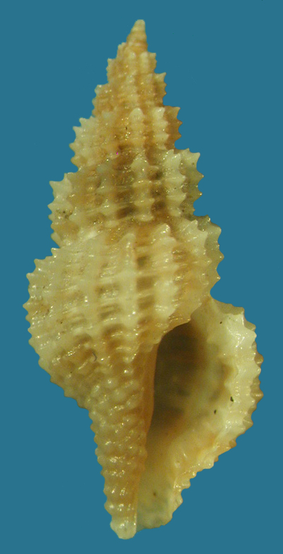 Raphitoma histrix