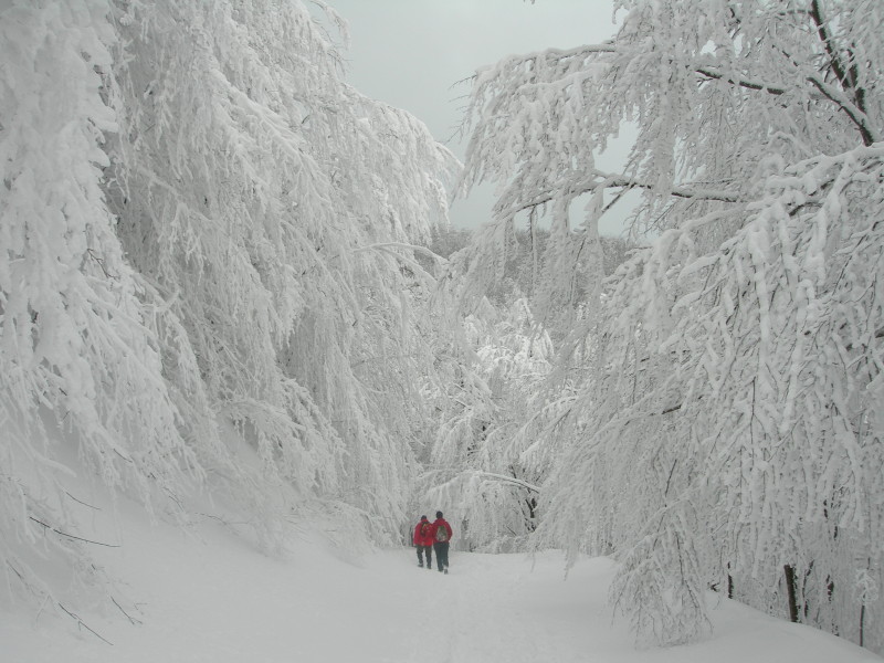 Paesaggio innevato