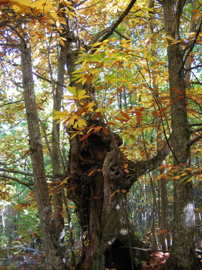 Castanea Sativa versione autunnale