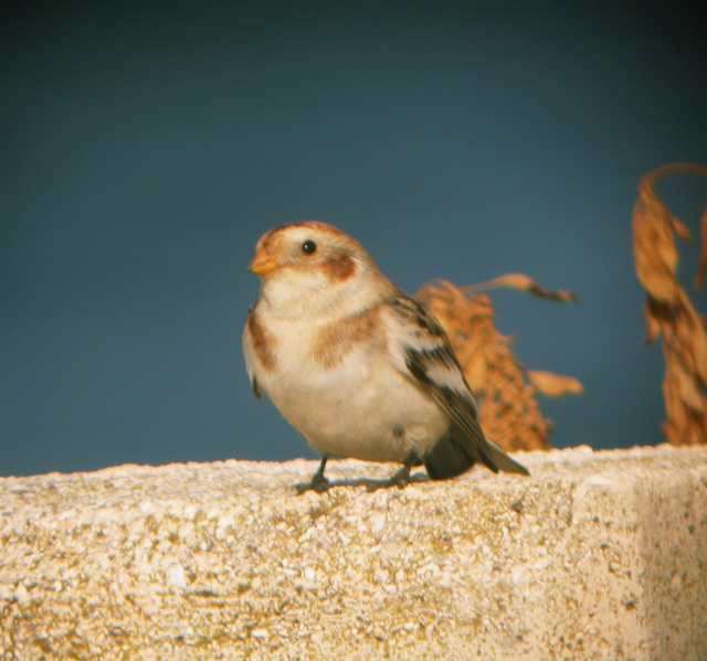 Zigolo delle nevi pugliese