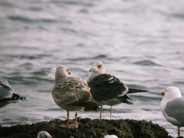 Larus fuscus intermediu: et dubbia!