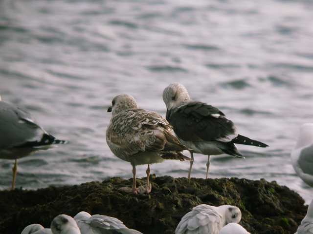 Larus fuscus intermediu: et dubbia!