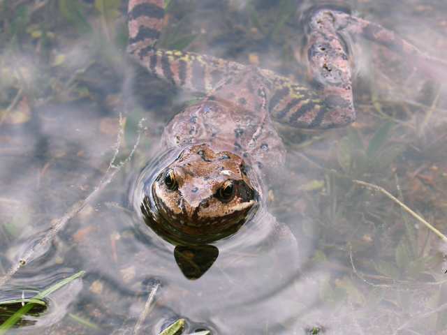 Rana temporaria