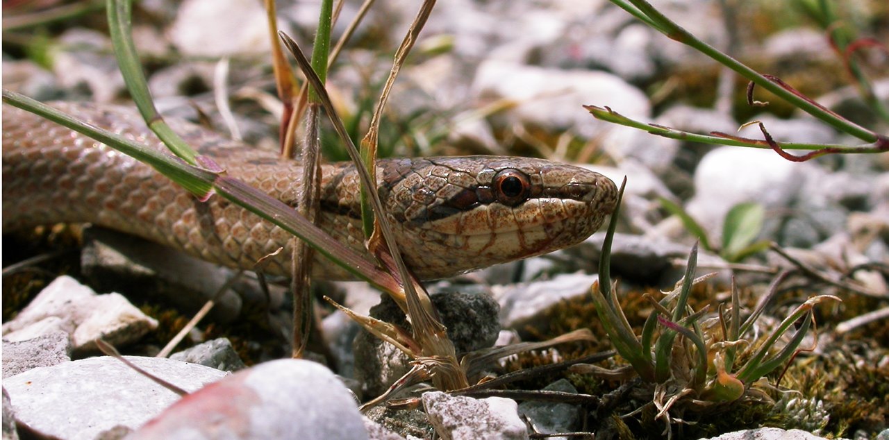 Coronella austriaca