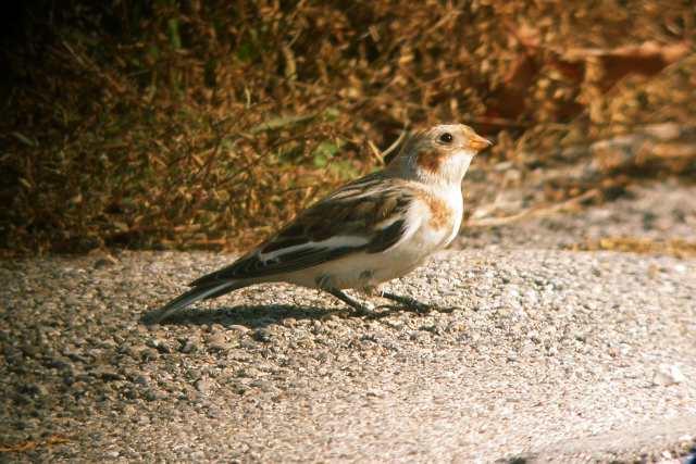 Zigolo delle nevi pugliese