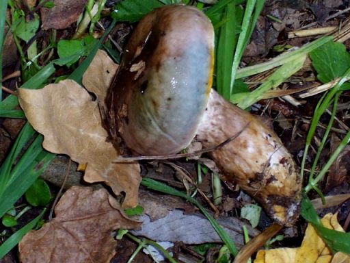 Hygrophorus persoonii Arnolds