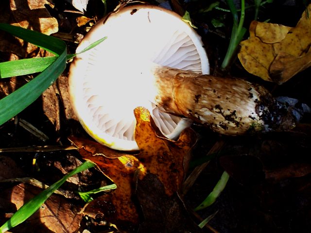 Hygrophorus persoonii Arnolds