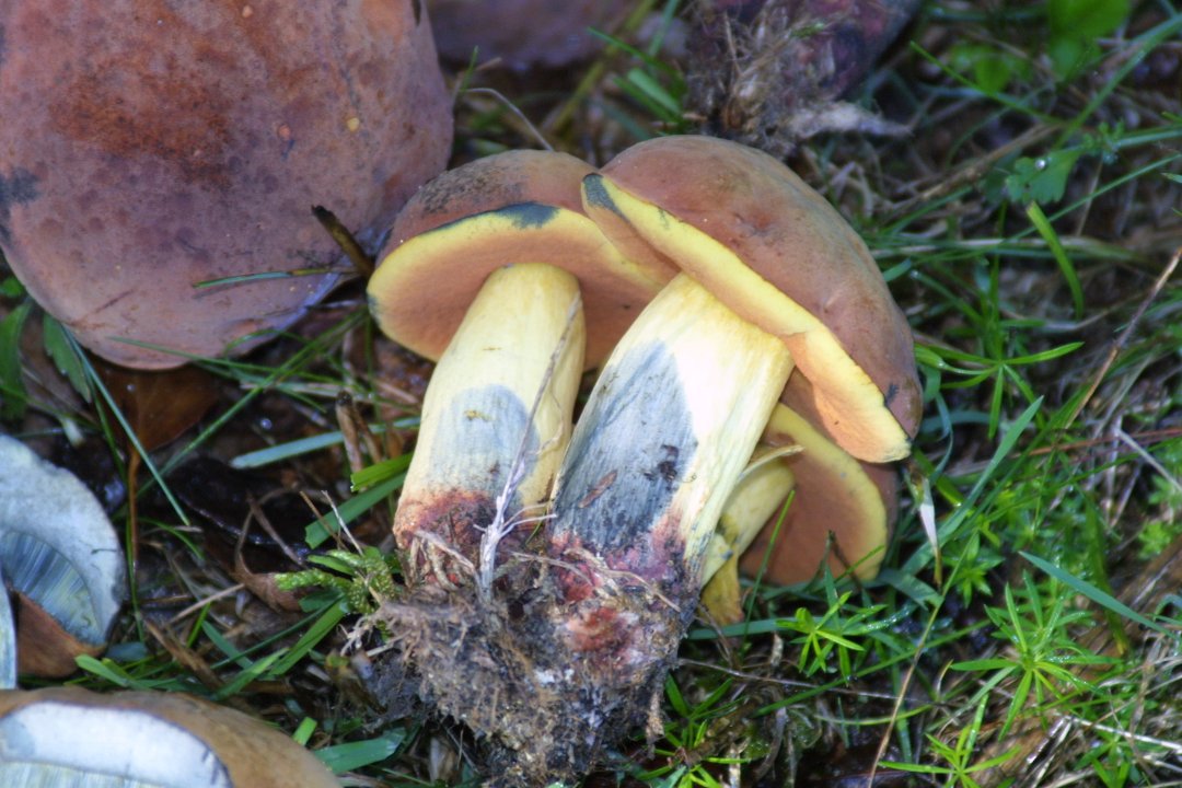 boletus