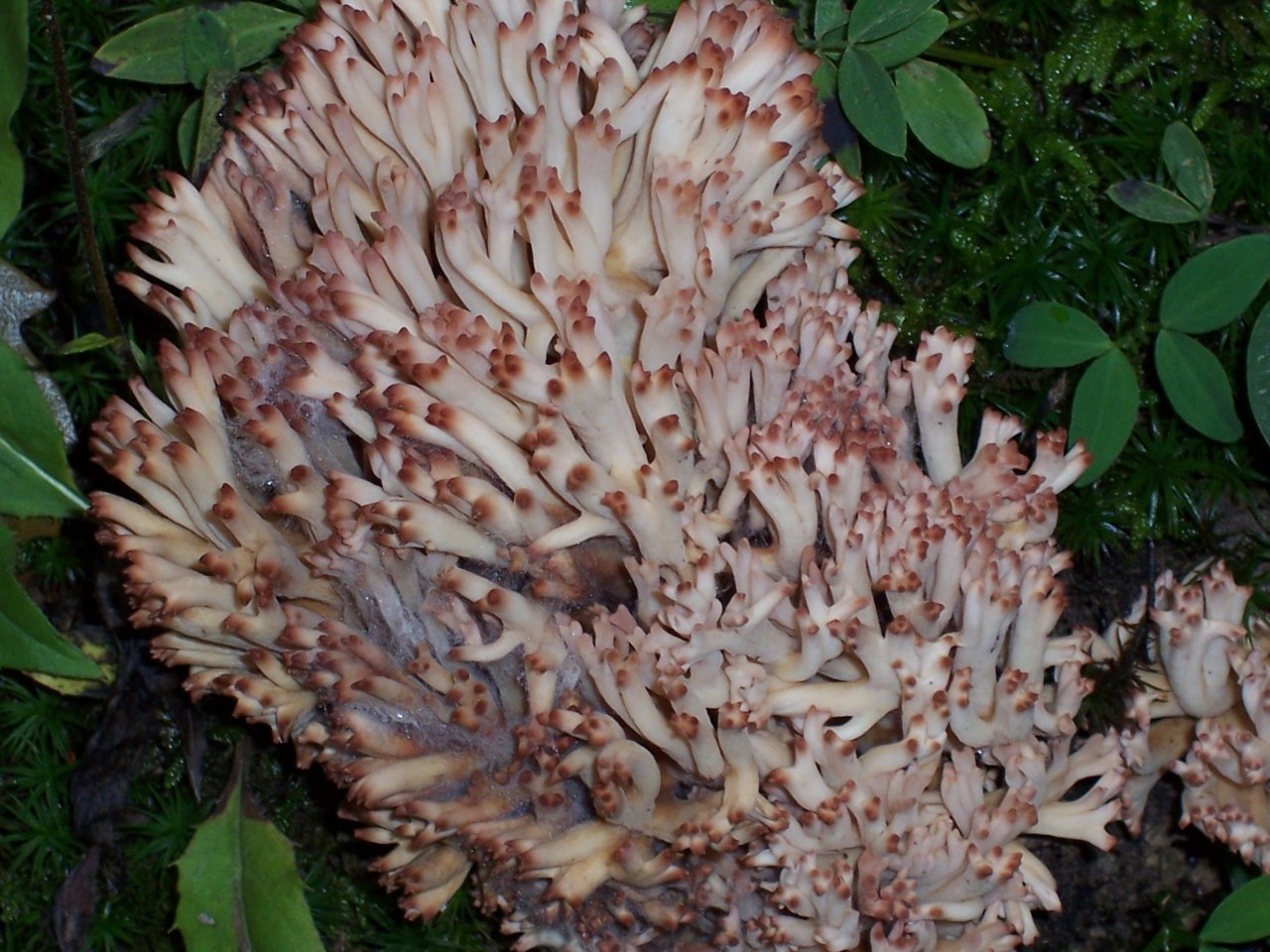 Ramaria botrytis ?